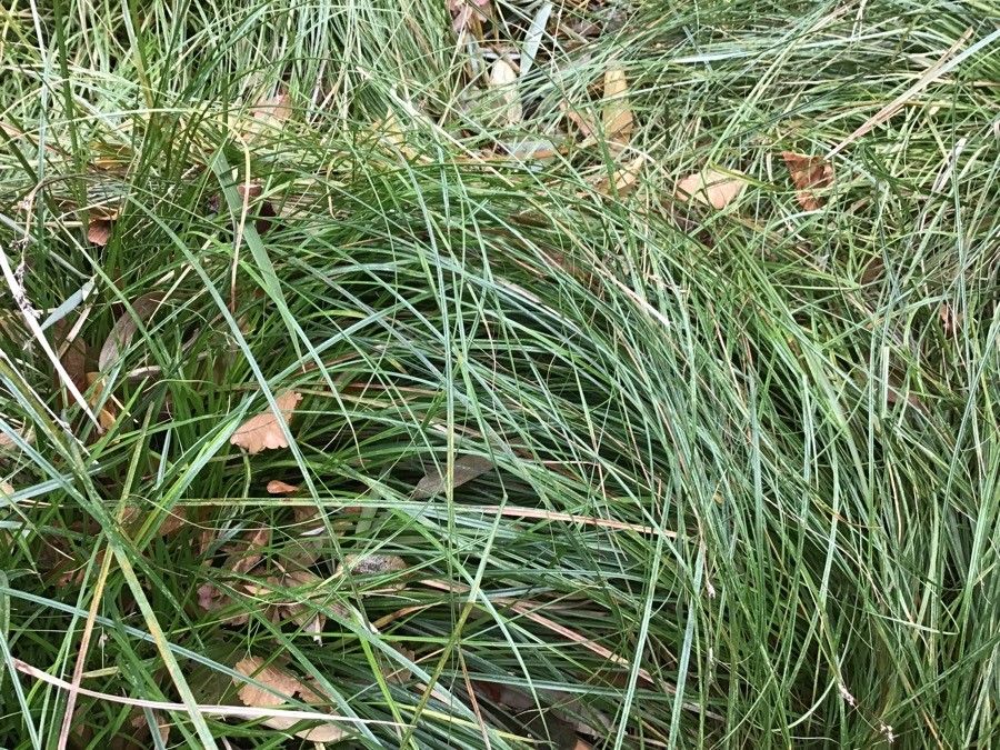 Hystrix patula — search result for 'Elymus'