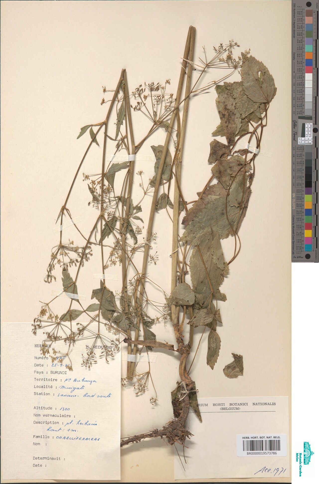 Pimpinella robynsii — search result for 'Pimpinella'