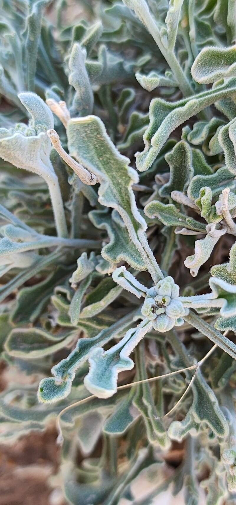 Matthiola flavida leaf