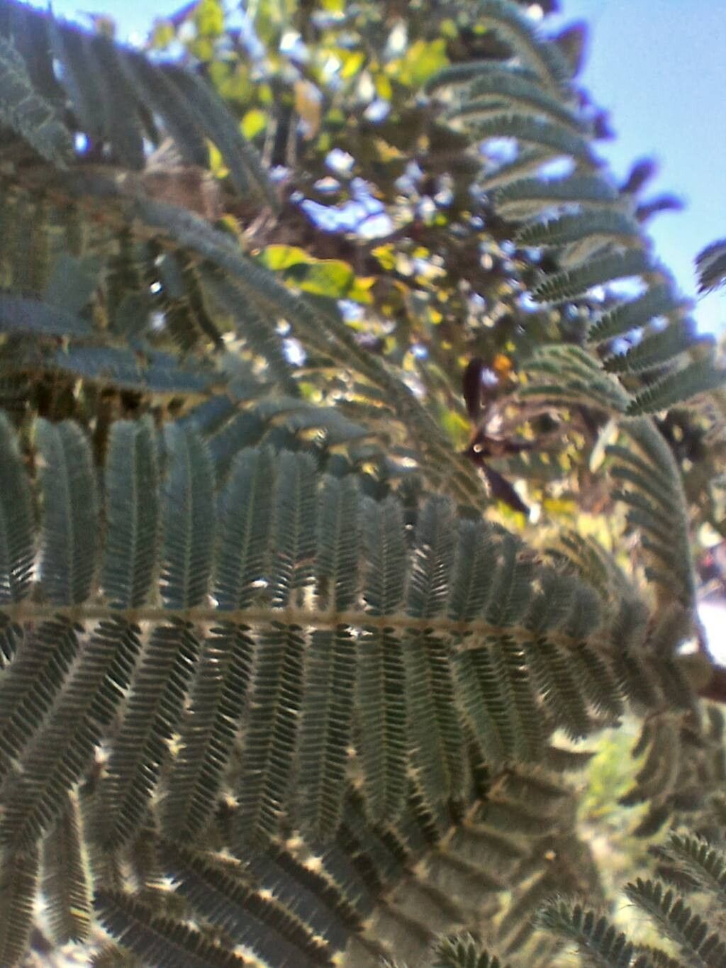 Mimosa setosissima leaf