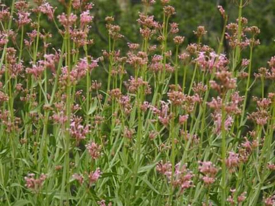 Centranthus longiflorus flower