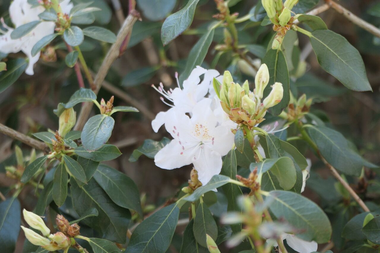 Rhododendron rigidum flower