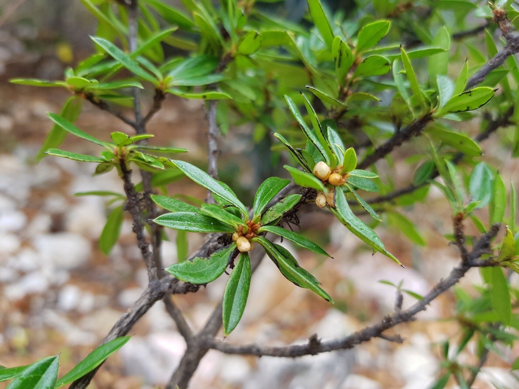 Diospyros aculeata