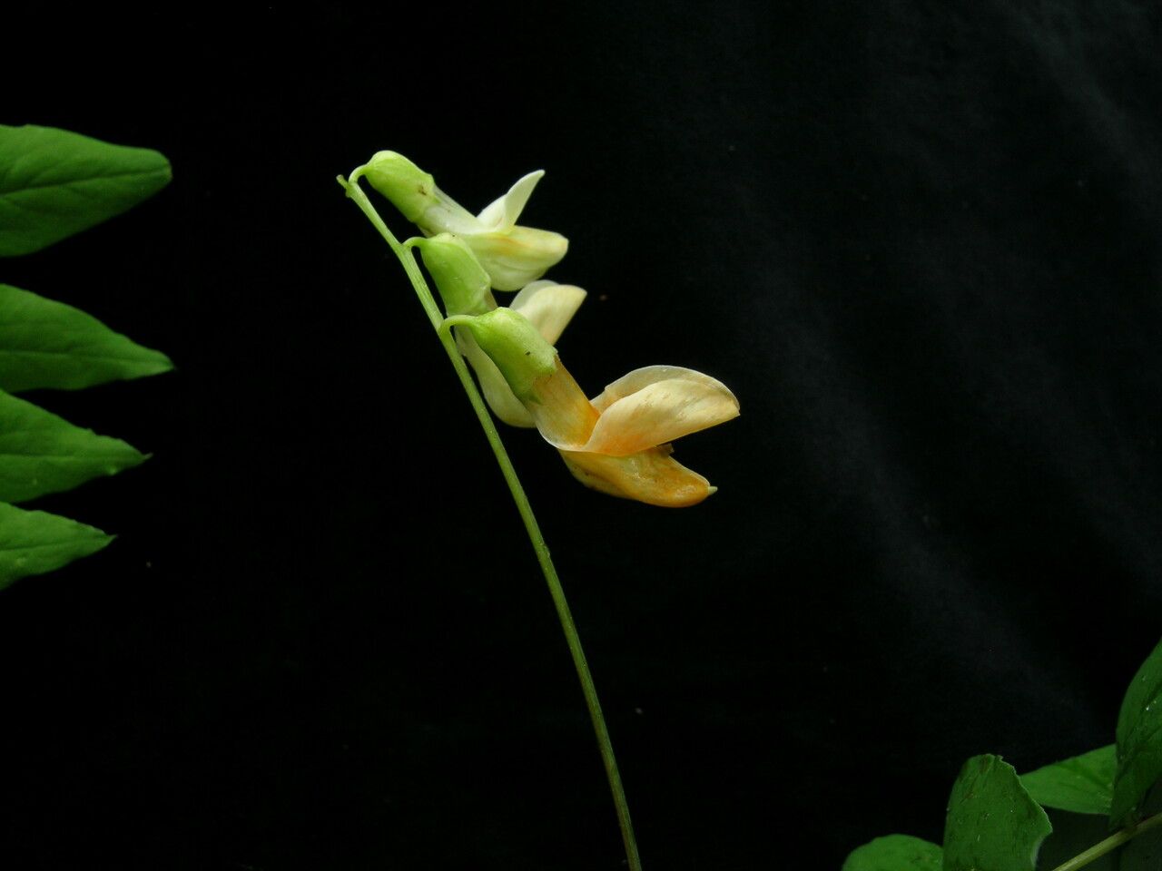 Lathyrus emodi — search result for 'Lathyrus'