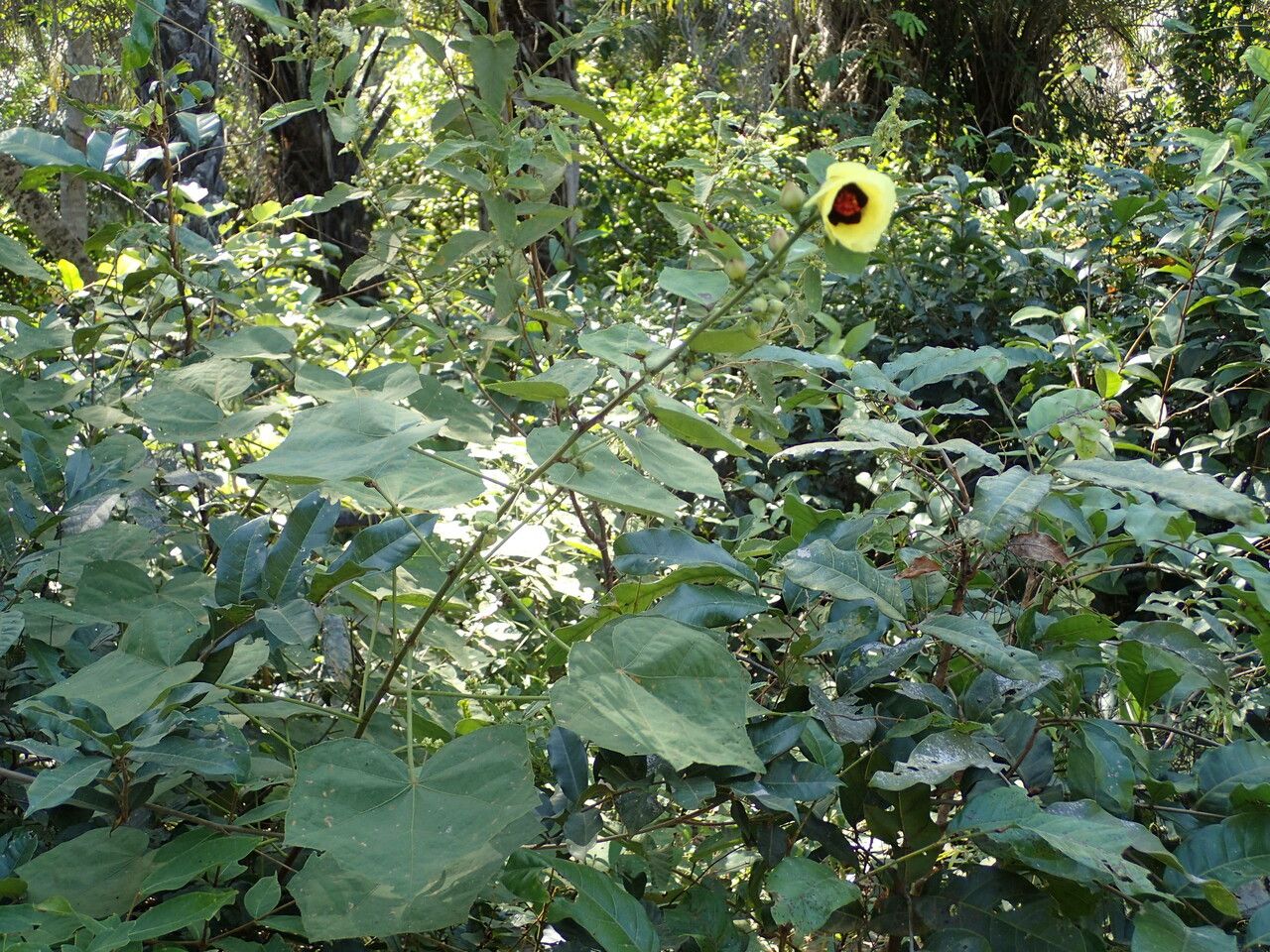 Hibiscus sterculiifolius habit