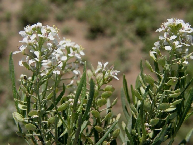 Lepidium alyssoides habit