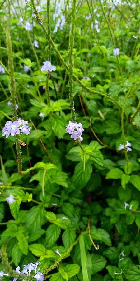 Stachytarpheta cayennensis bark