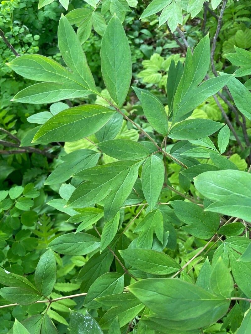 Paeonia ostii leaf