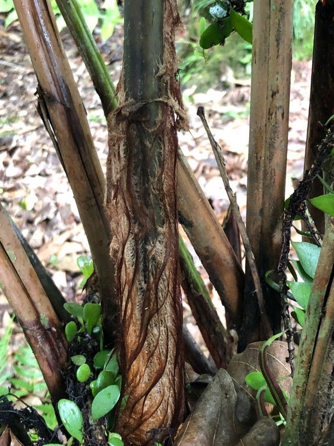 Cibotium barometz bark