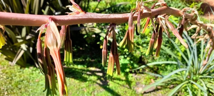 Beschorneria yuccoides flower