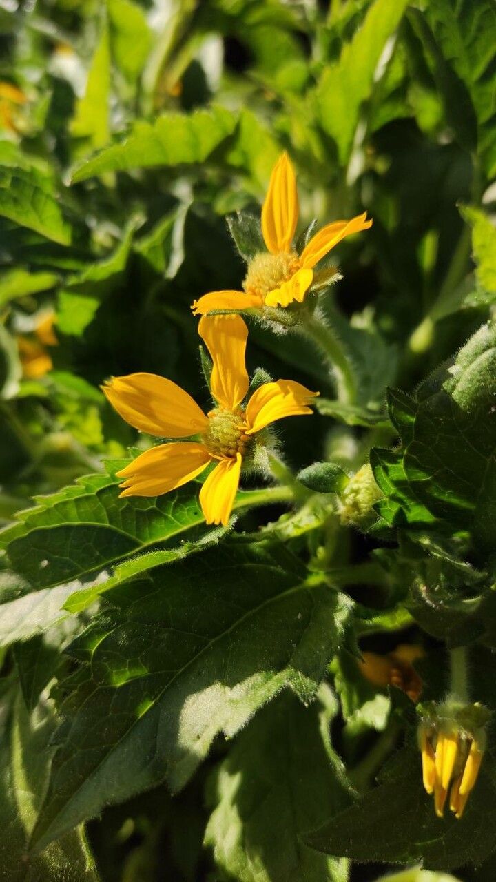 Chrysogonum virginianum flower