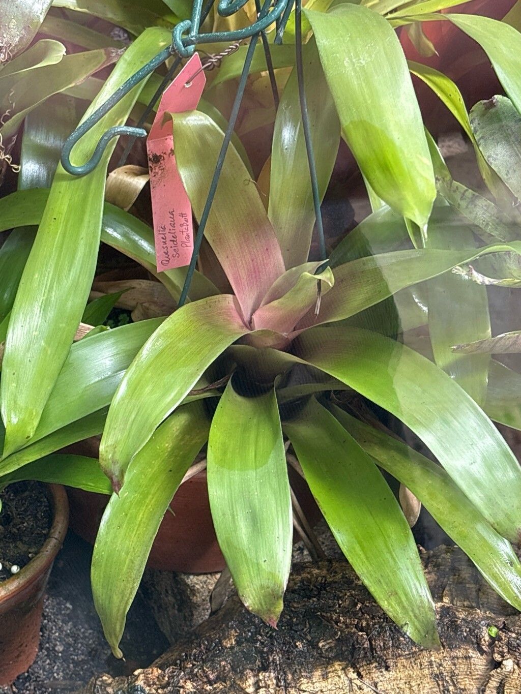 Quesnelia seideliana — houseplant care guide