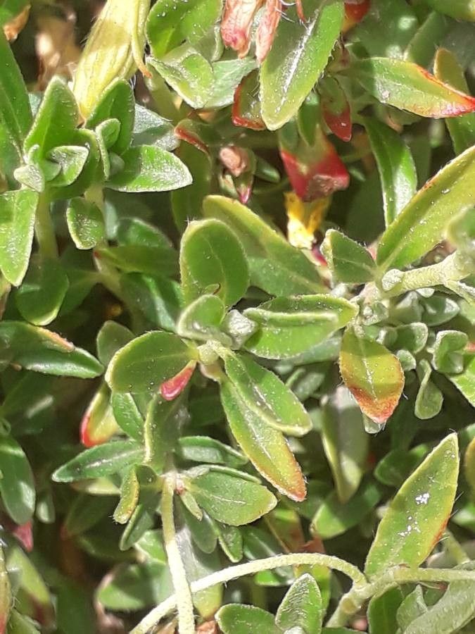 Helianthemum lunulatum — houseplant care guide