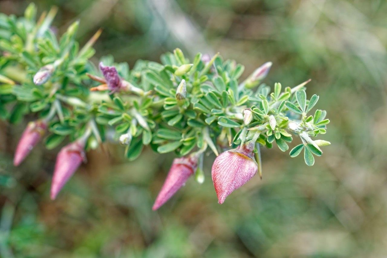 Crotalaria grevei habit