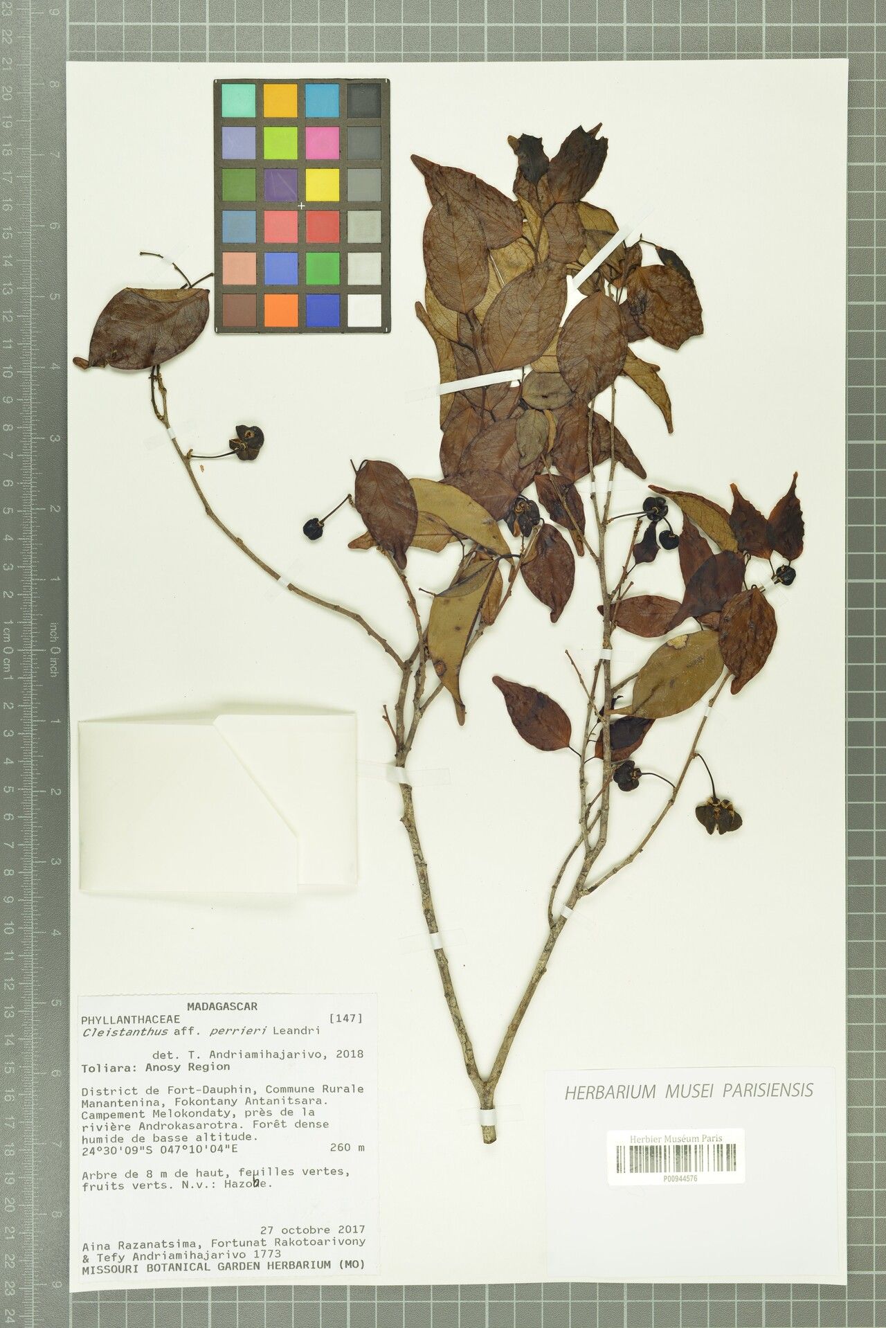 Cleistanthus perrieri — houseplant care guide