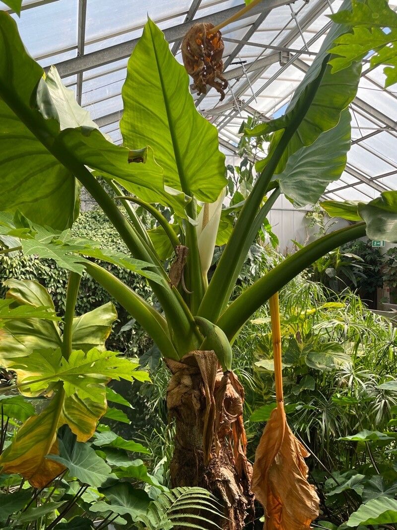 Typhonodorum lindleyanum flower