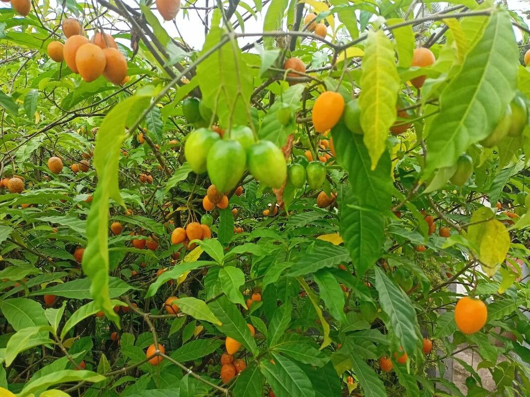 Tabernanthe iboga fruit