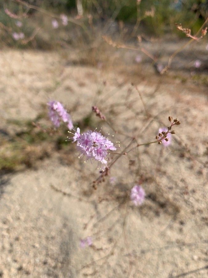 Boerhavia spicata — search result for 'Boerhavia'