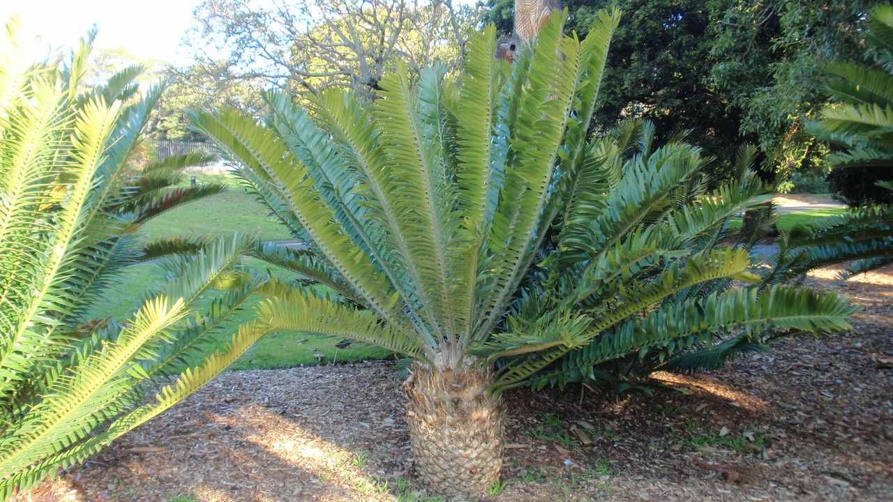 Encephalartos lebomboensis habit