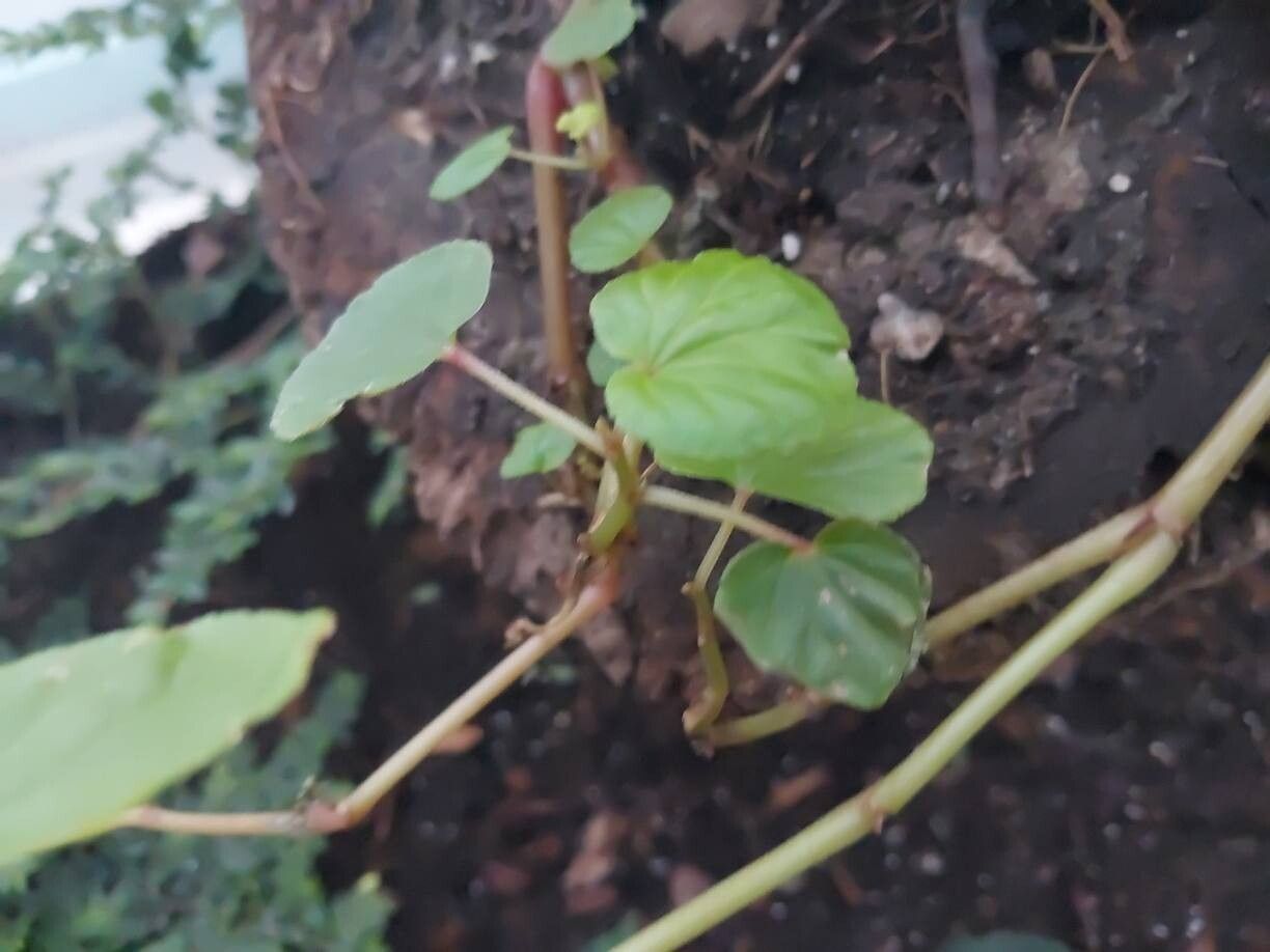 Begonia parvifolia — houseplant care guide