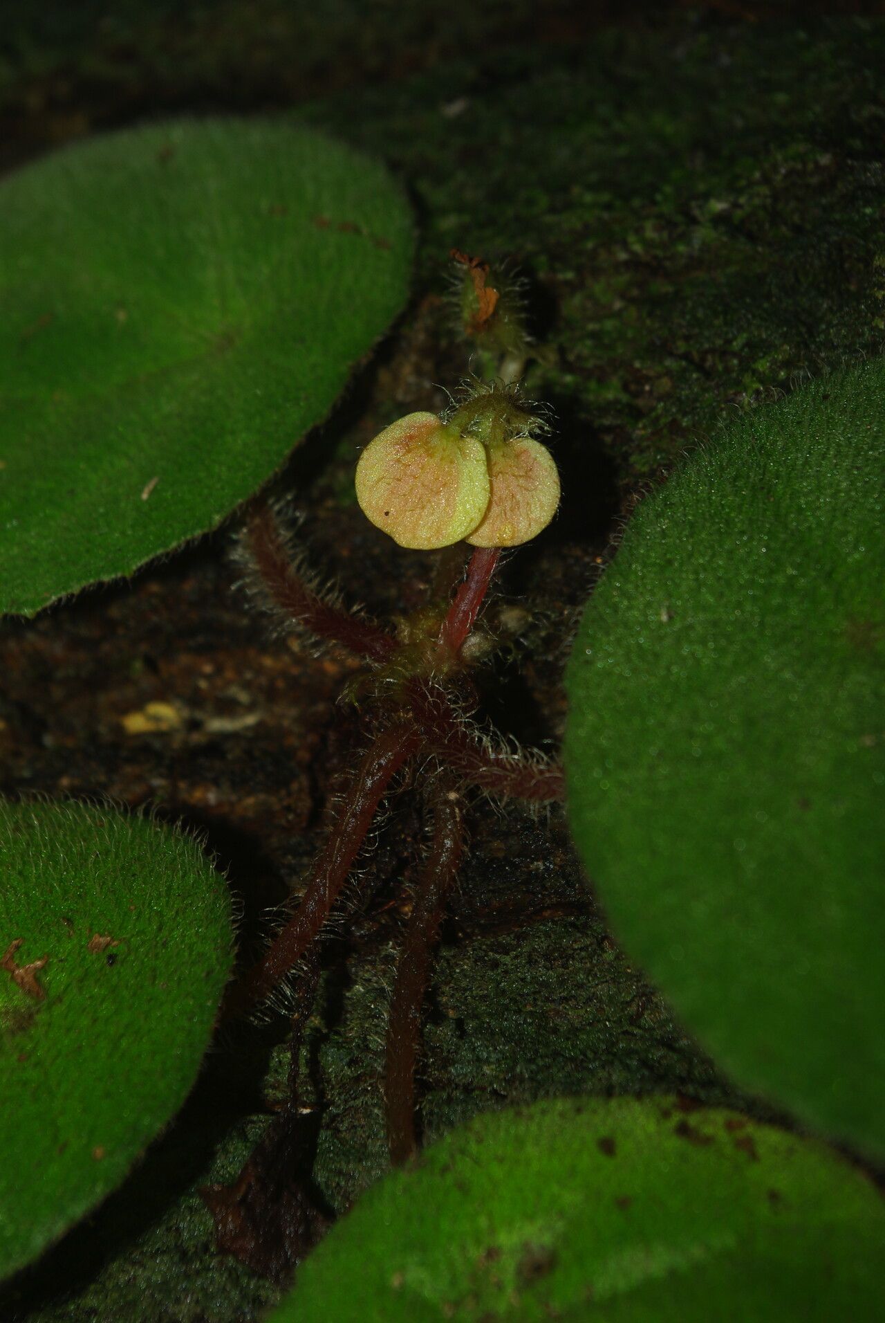 Begonia letouzeyi flower