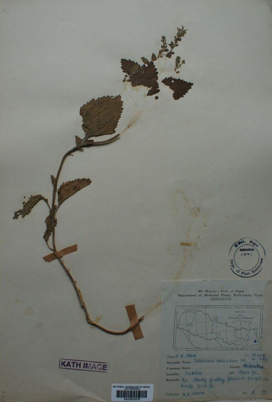 Teucrium viscidum — search result for 'Teucrium'