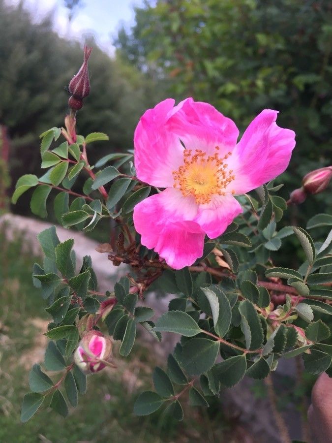 Rosa webbiana flower