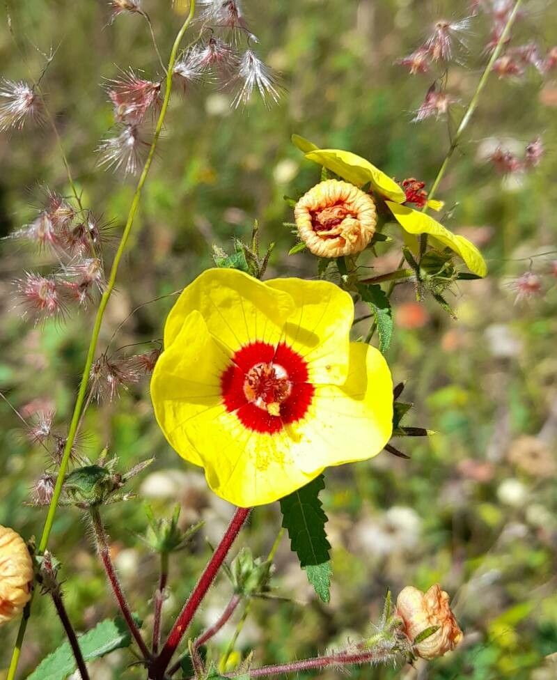 Pavonia argentina flower