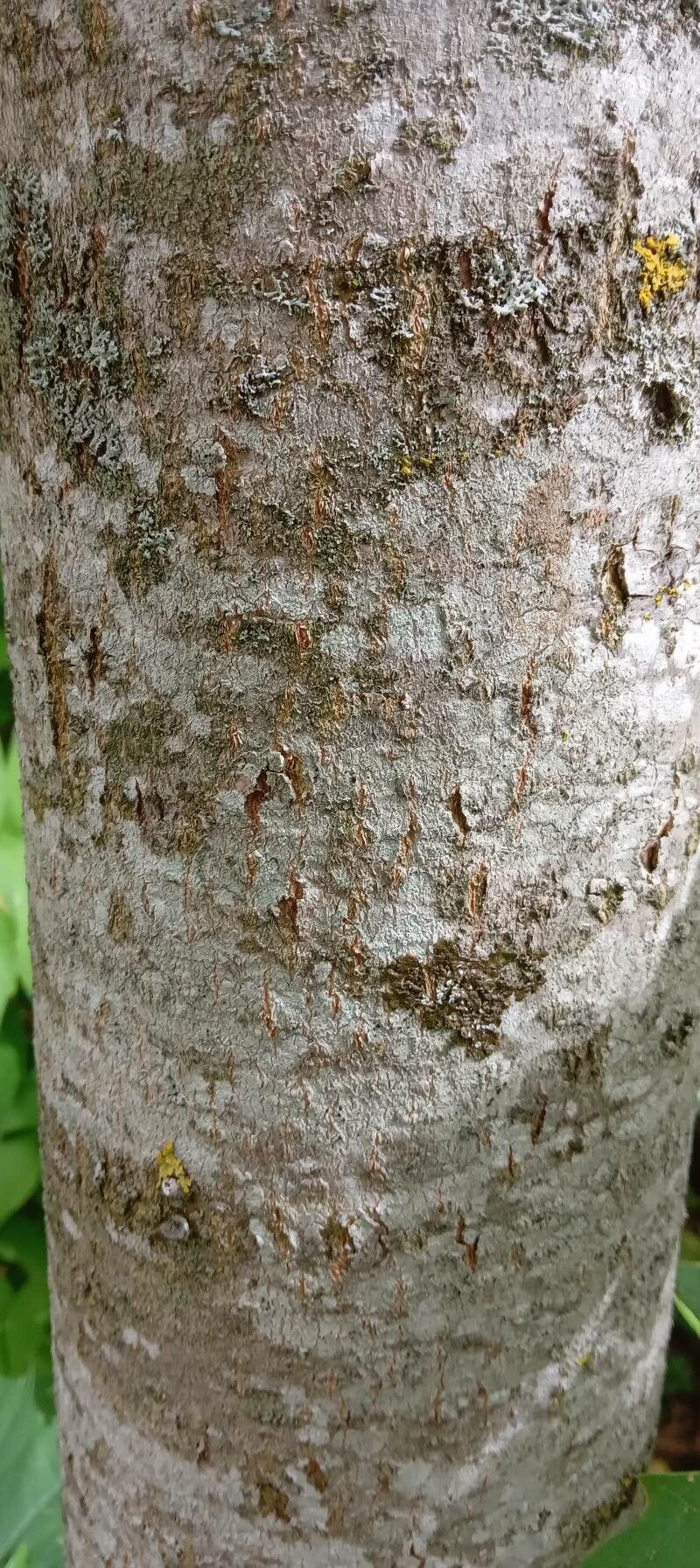 Chilopsis linearis bark
