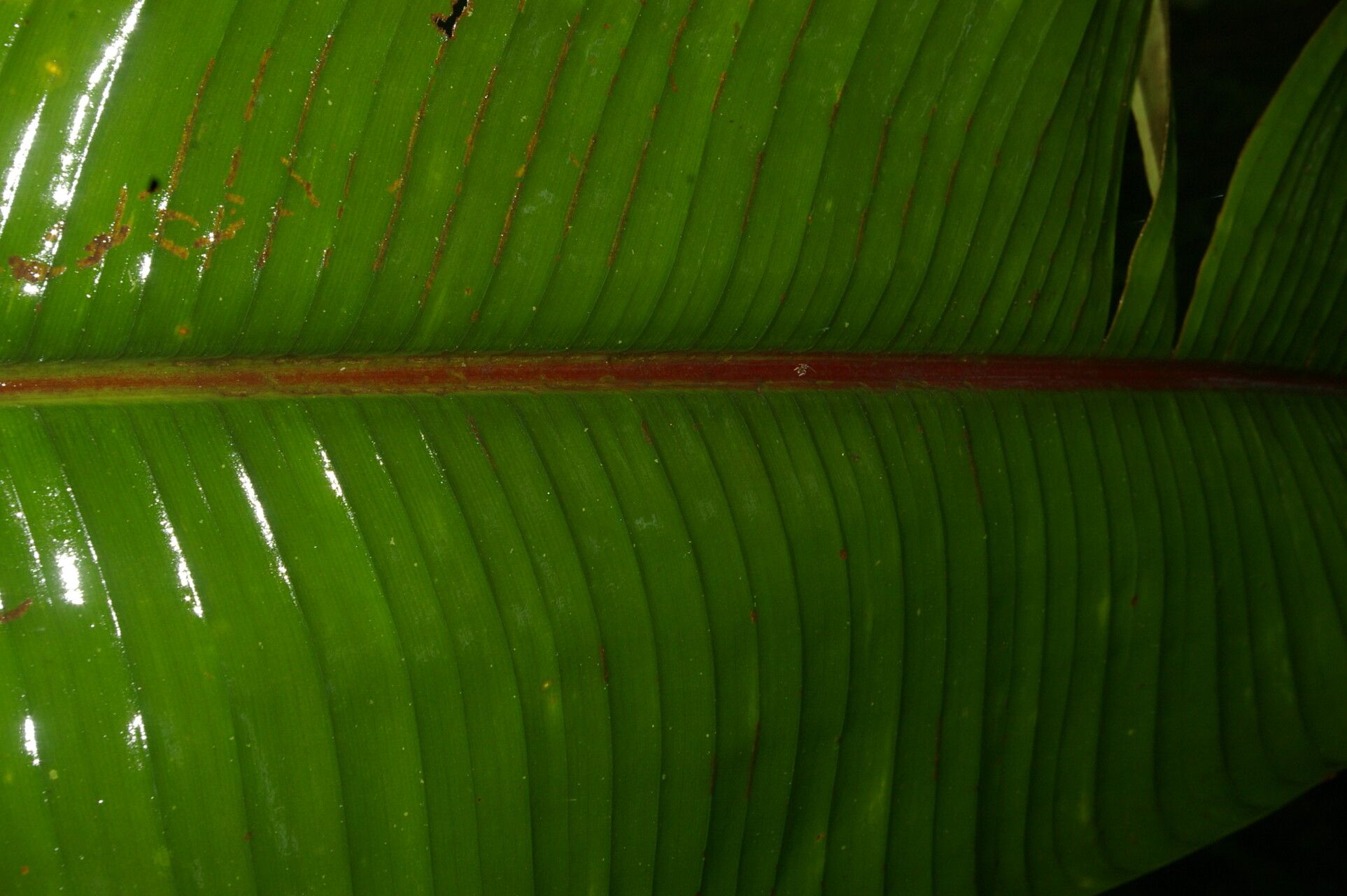 Heliconia reticulata — search result for 'Heliconia'