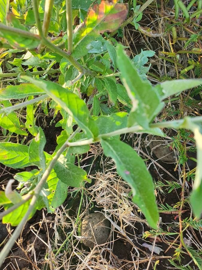 Gutenbergia gilbertii — related species from the same genus