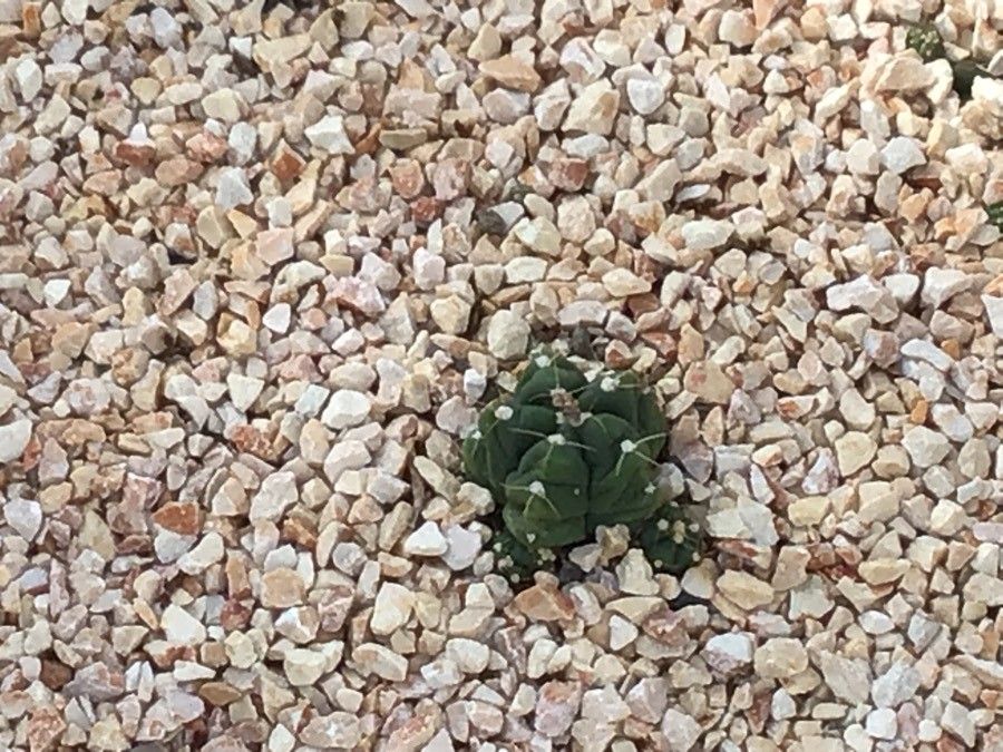 Gymnocalycium Horstii leaf