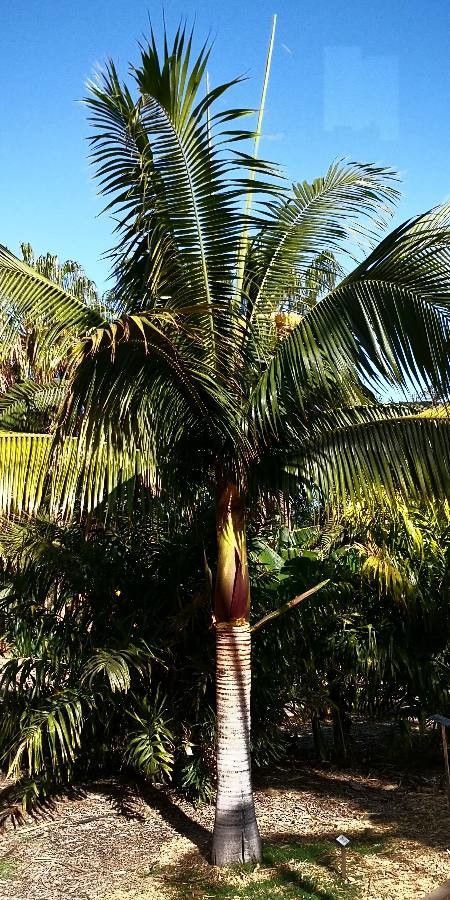 Satakentia liukiuensis habit