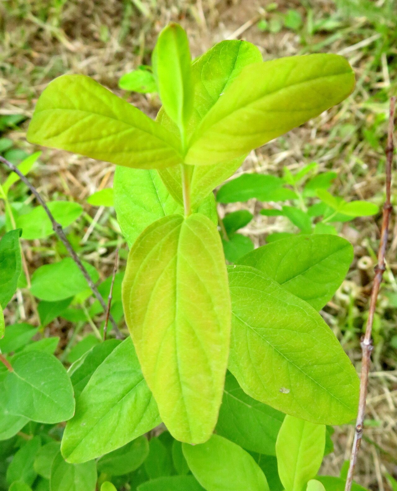 Hypericum xylosteifolium — houseplant care guide