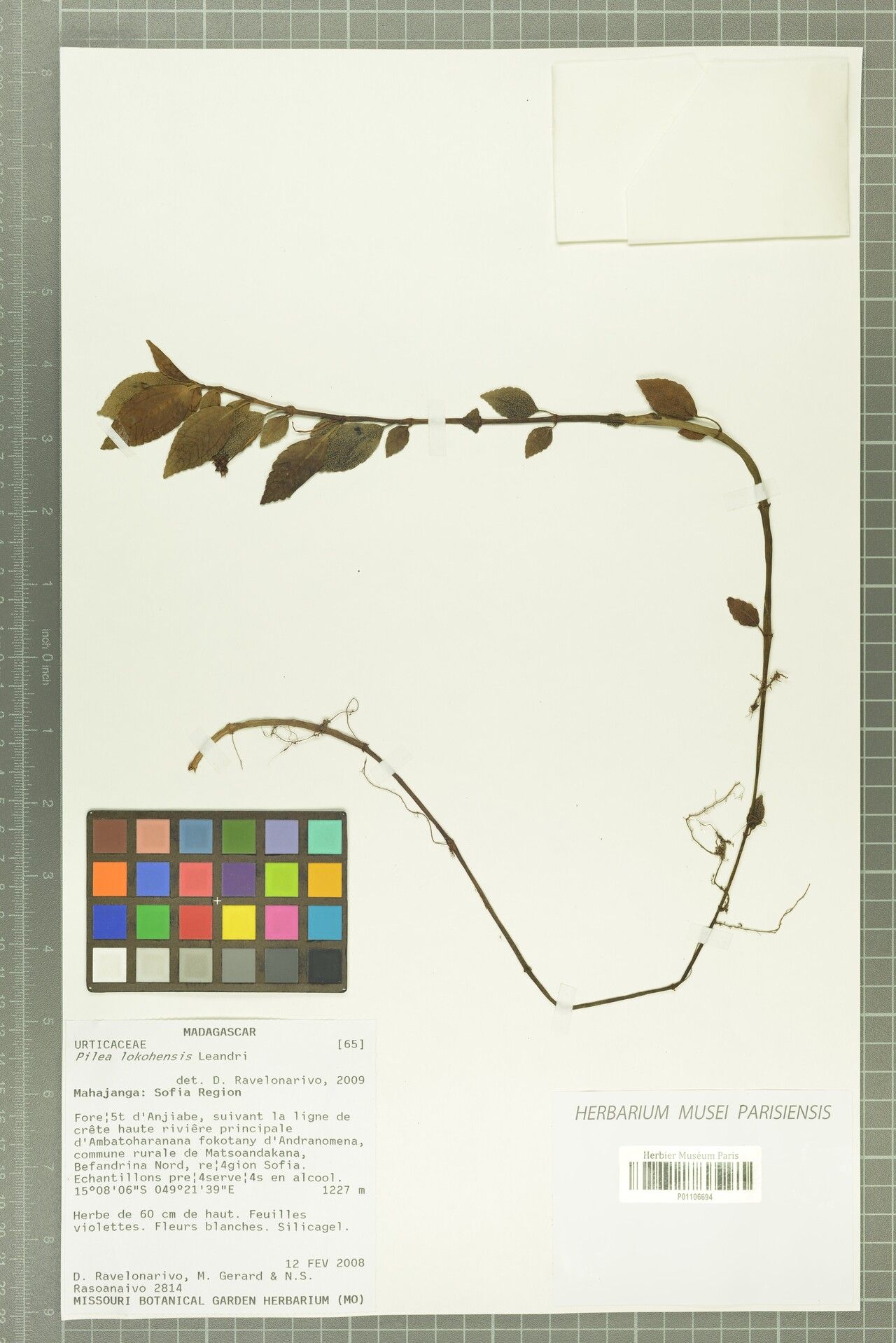 Pilea lokohensis — search result for 'Pilea'