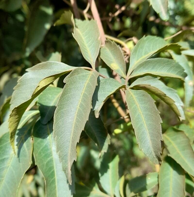 Serjania fuscifolia — houseplant care guide