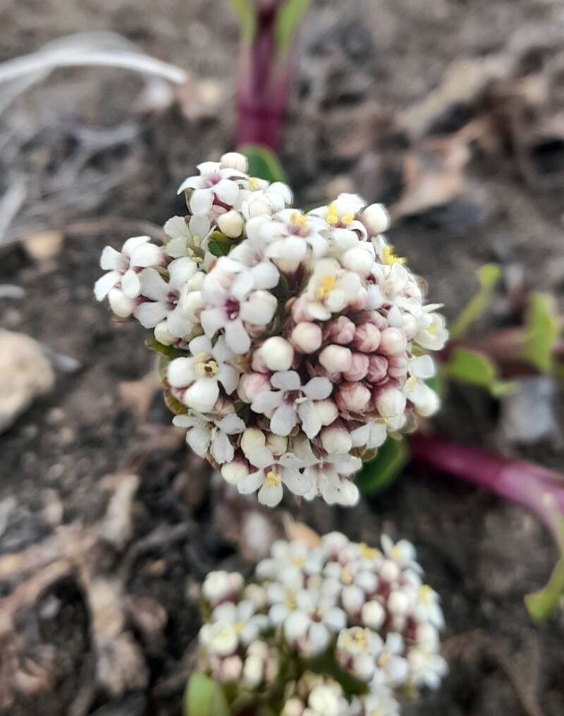 Valeriana boelckei flower