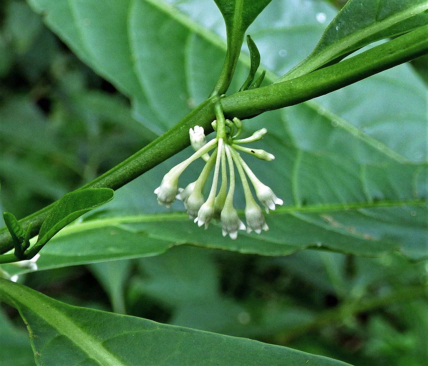 Solanum symmetricum flower