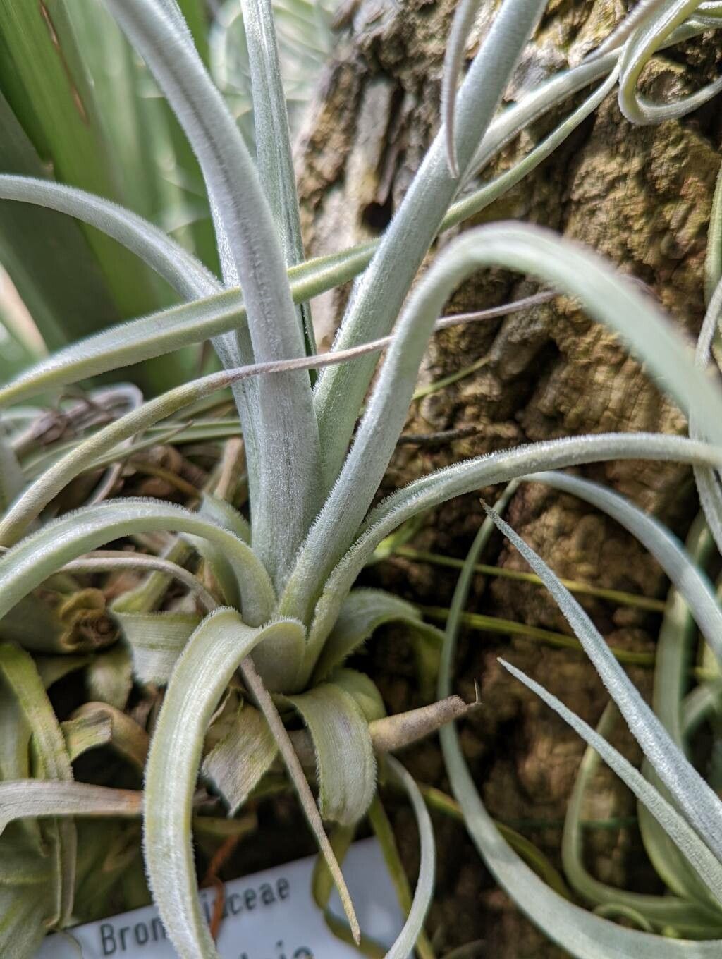 Tillandsia lorentziana — houseplant care guide