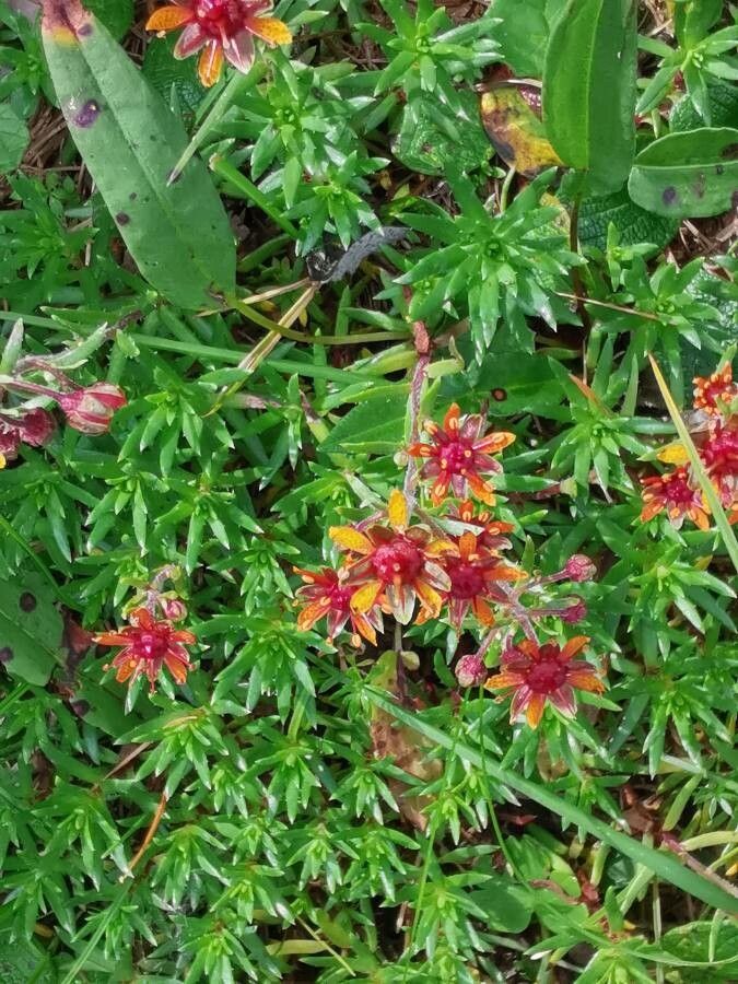 Saxifraga aizoides flower