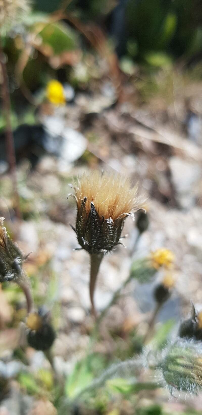 Hieracium villosum fruit
