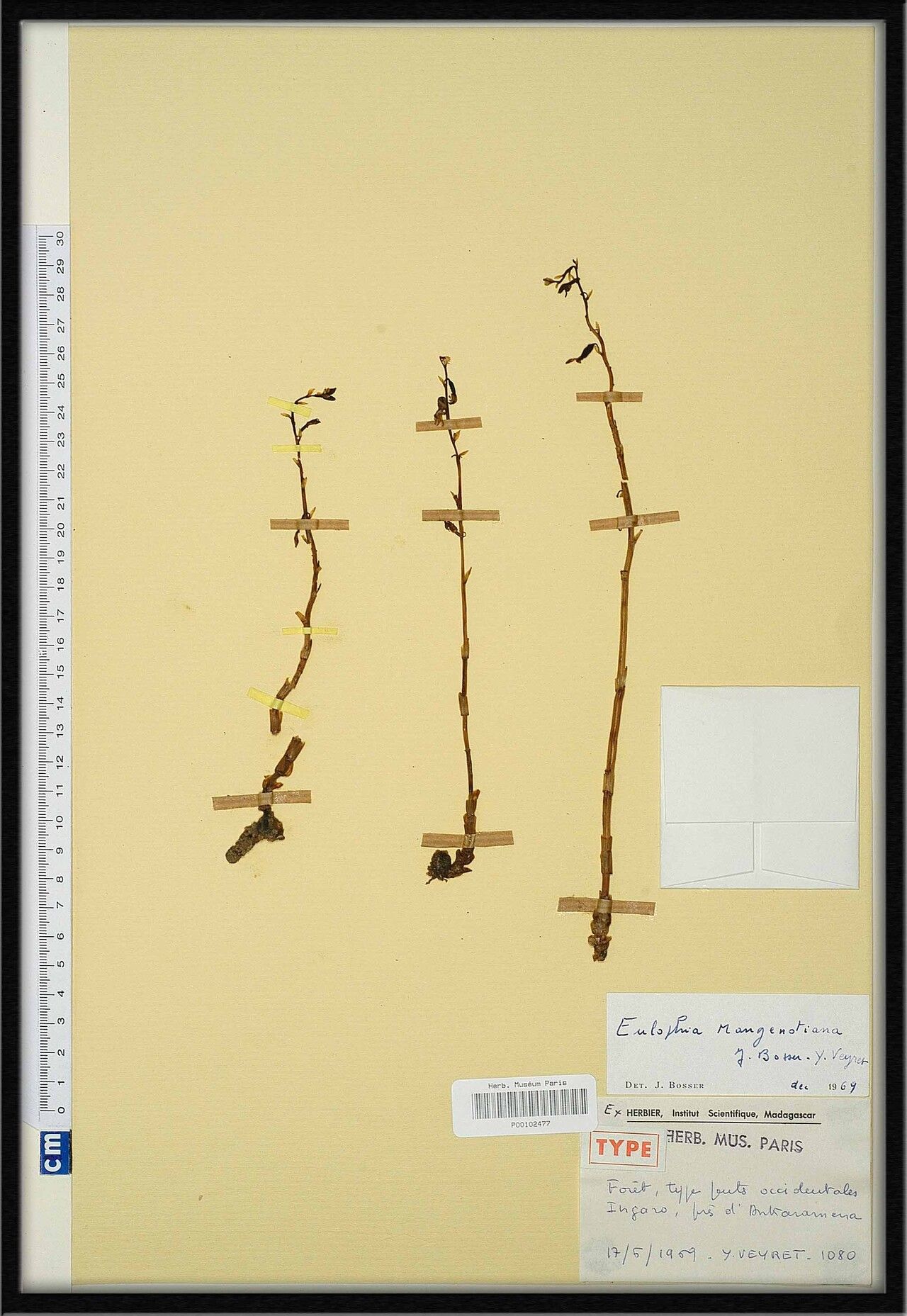 Eulophia mangenotiana — houseplant care guide