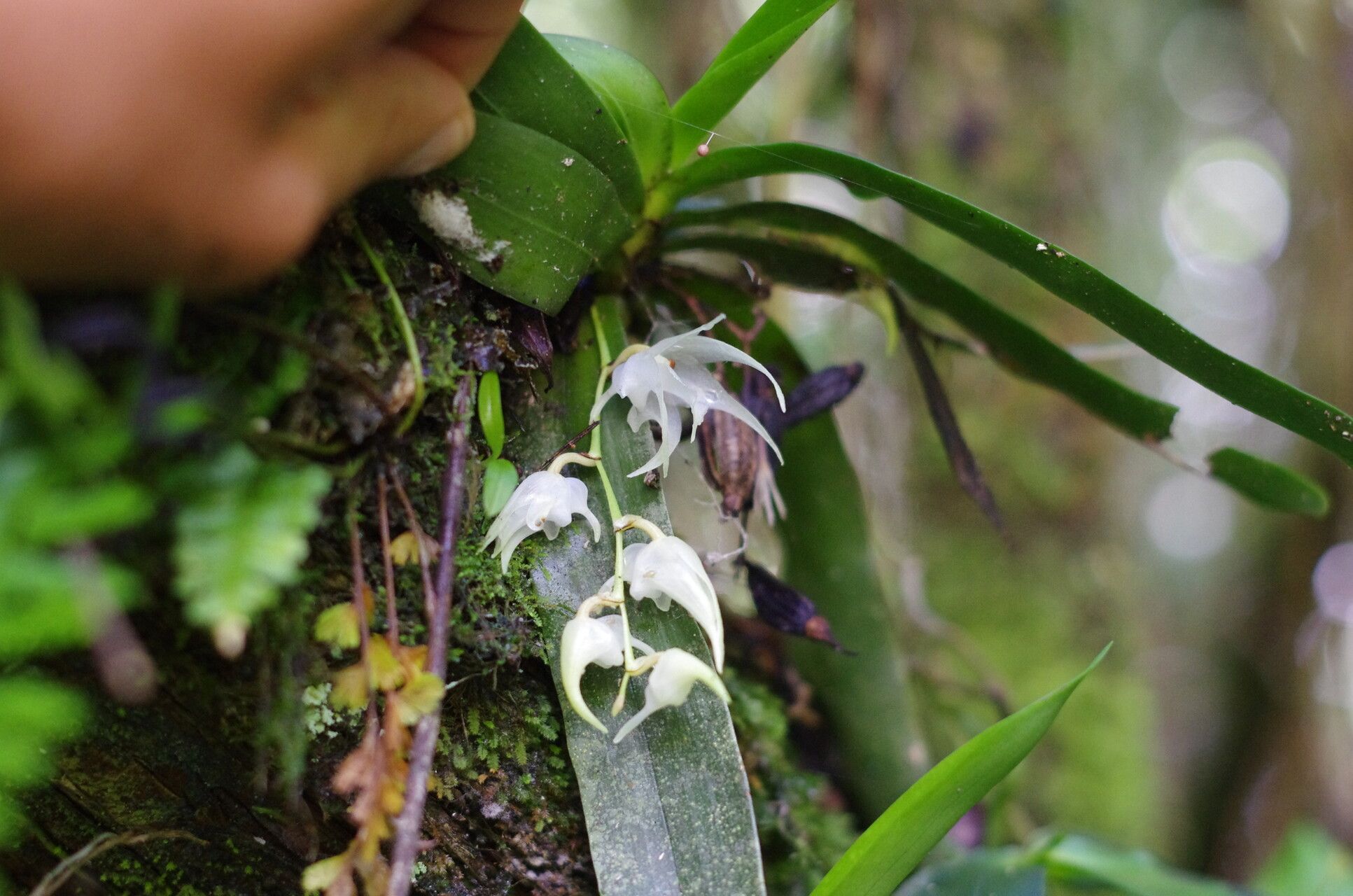 Aeranthes laxiflora — houseplant care guide