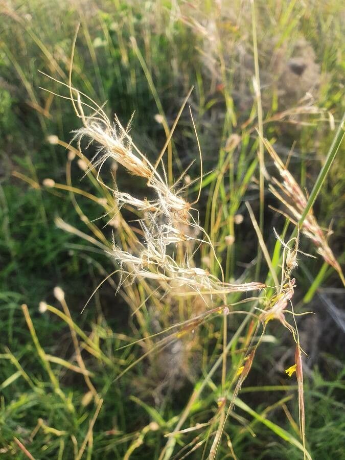 Chrysopogon plumulosus fruit