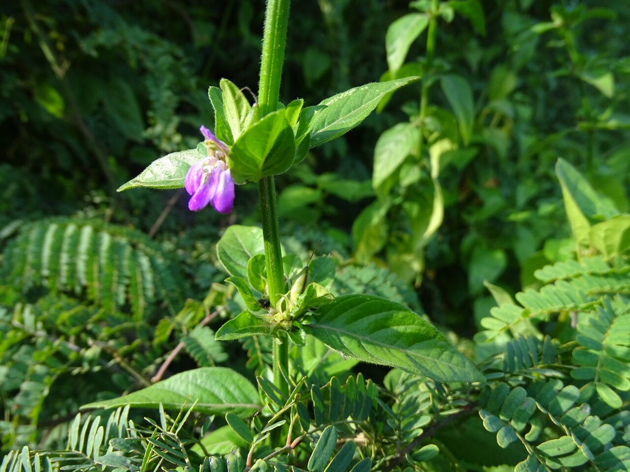 Justicia diclipteroides bark