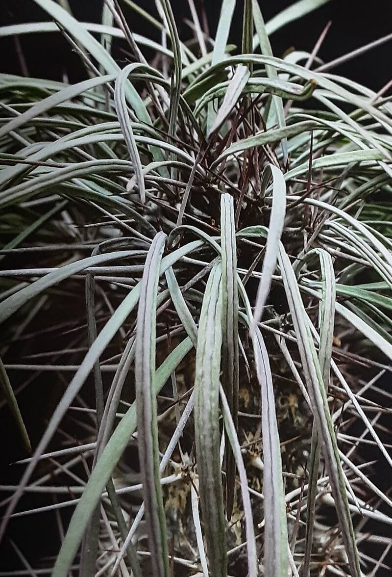 Didierea madagascariensis leaf