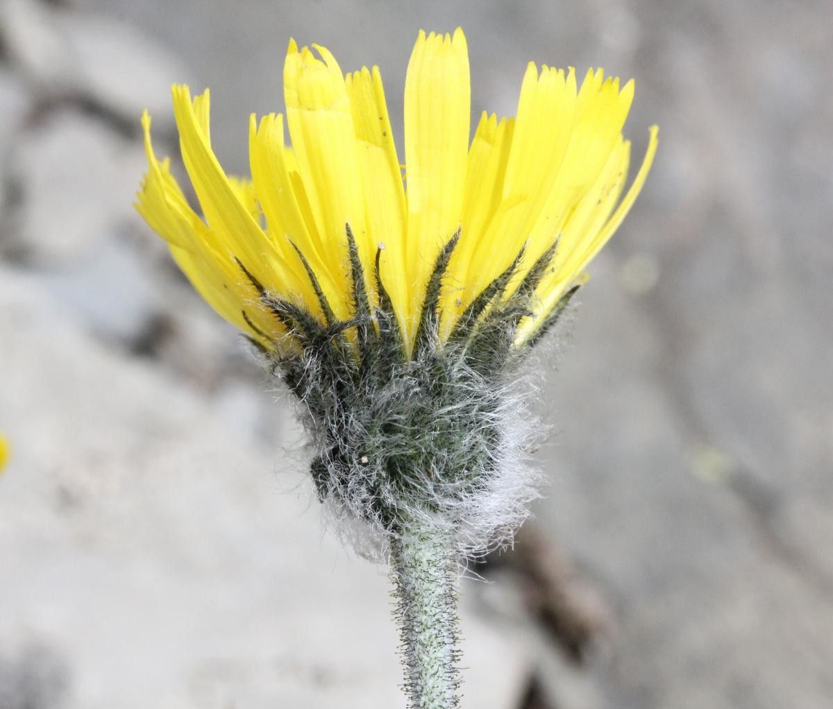 Hieracium glanduliferum flower