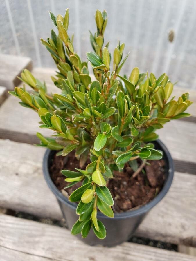 Buxus sinica habit