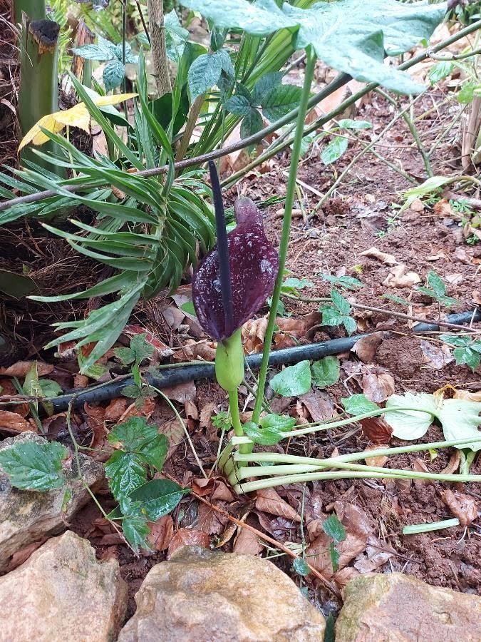 Arum dioscoridis flower