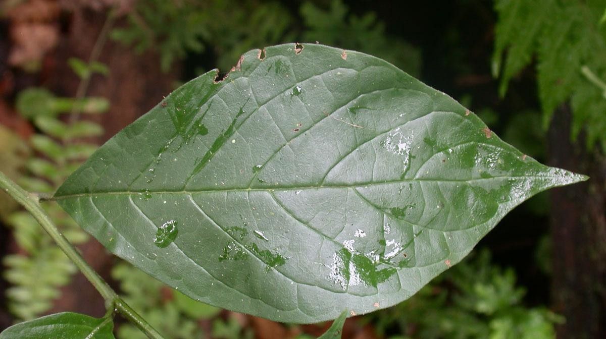 Heliotropium angustiflorum